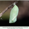 hyponephele lupina azer pupa2